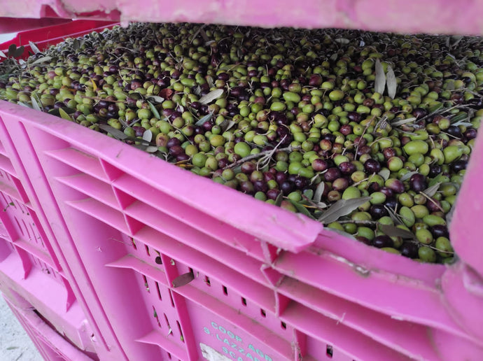 Global Olive Oil Prices Surge, Reshaping Consumer Habits Worldwide