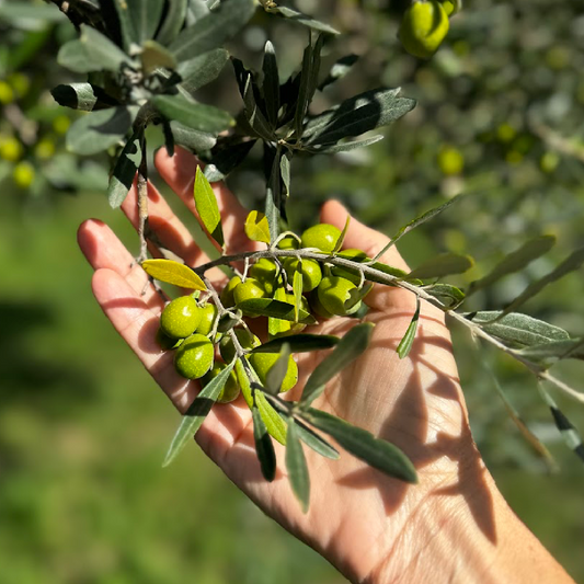 Extra Virgin Olive Oil: Live Your Best Life, longer