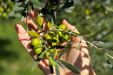 Extra Virgin Olive Oil: Live Your Best Life, longer