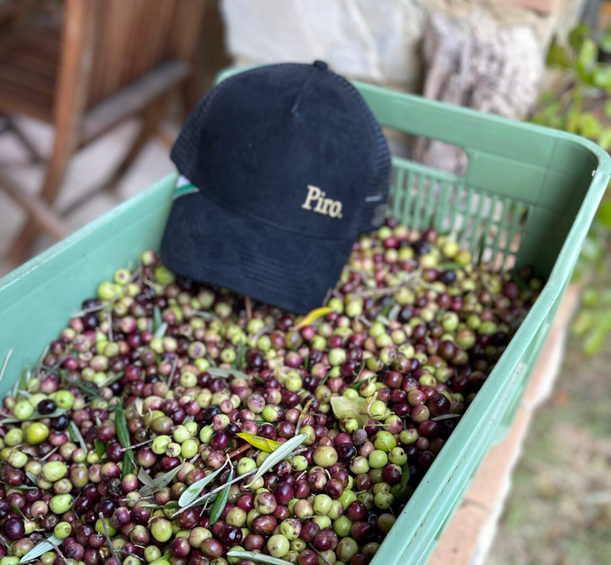 Harvesting Olives in Tuscany With Olio Piro
