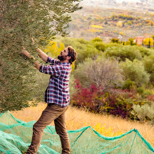 The Journey Behind a Bottle of Piro Olive Oil: From Tree to Table