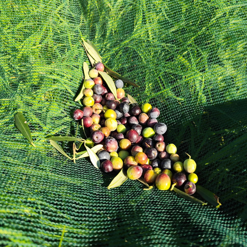 Olivastra Seggianese: The Hidden Gem Behind Tuscany’s Finest Olive Oil