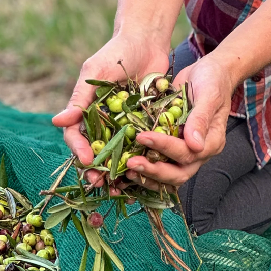 Reversing Aging Skin with Extra Virgin Olive Oil