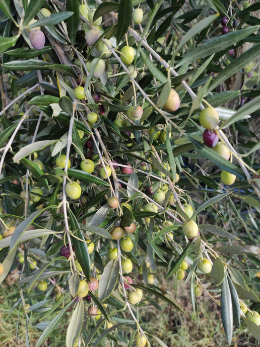 The Art of Crafting Tuscan Olive Oils: Piro and the Rare Olivastra Seggianese