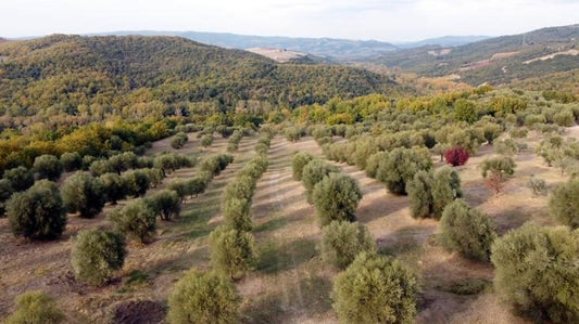 Italian olive oil and the traceability gap