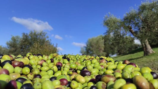 Not all olive oils are the same: what fresh actually means