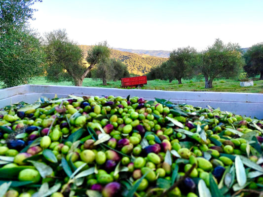 How Polyphenols in Toscan EVOO Boost Antioxidants and Quality