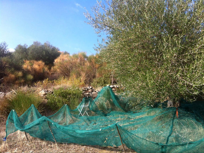 How Sustainable is Extra Virgin Olive Oil?