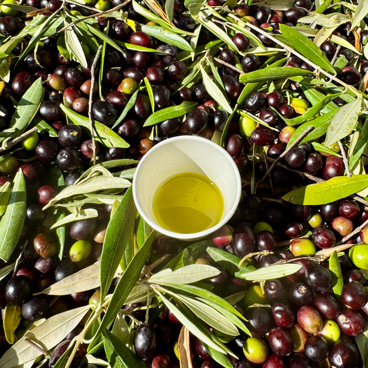 State of the Harvest 2025: From the Slopes of Monte Amiata