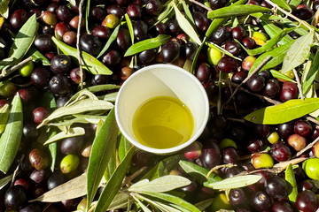 State of the Harvest 2025: From the Slopes of Monte Amiata