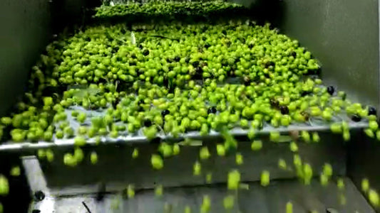 Study: Olive Oil May Reduce Dementia Risk by 28%