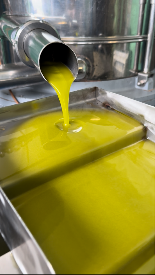 The Importance of Organic Farming in Olive Oil Production