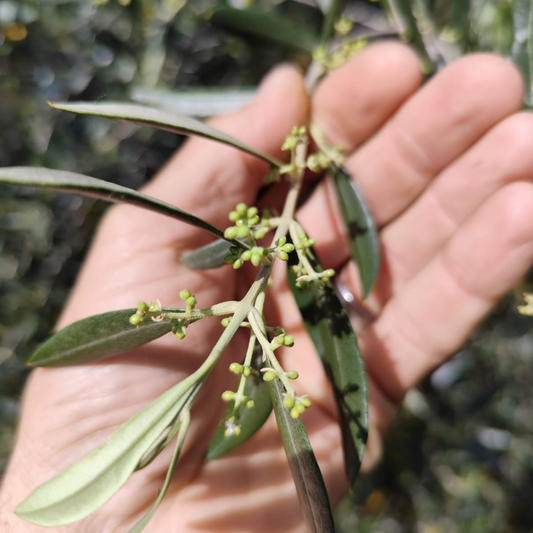 Tuscany's First Promise of the Harvest
