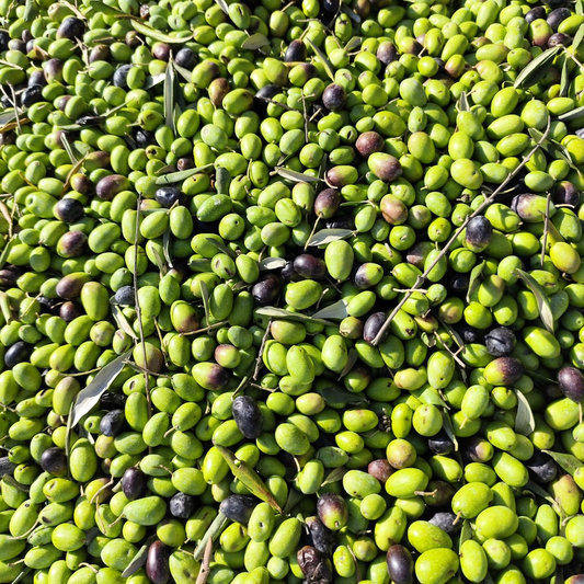The Liquid Gold Standard: What Qualifies Olive Oil as Extra Virgin?
