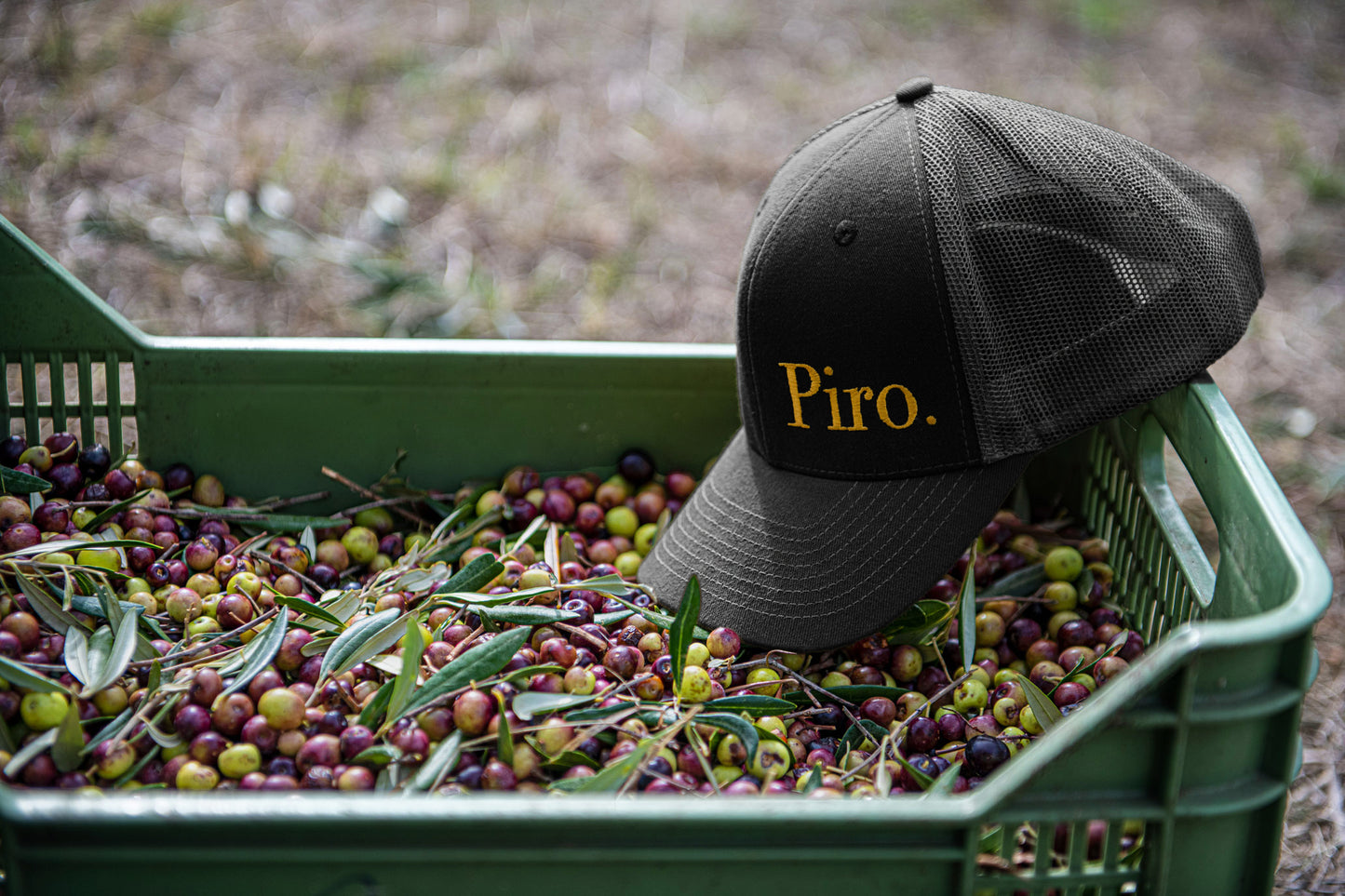 Olio Piro extra virgin olive oil harvesting Cap with Piro branding
